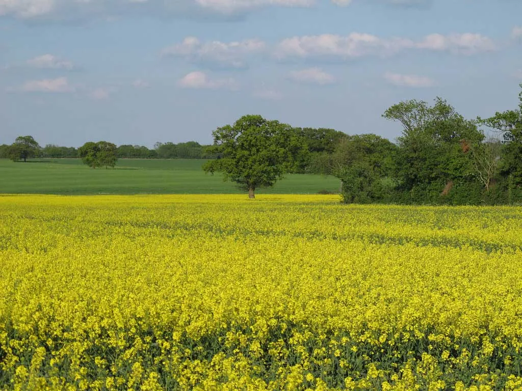Photo of some agricultural land for sale in Essex, England