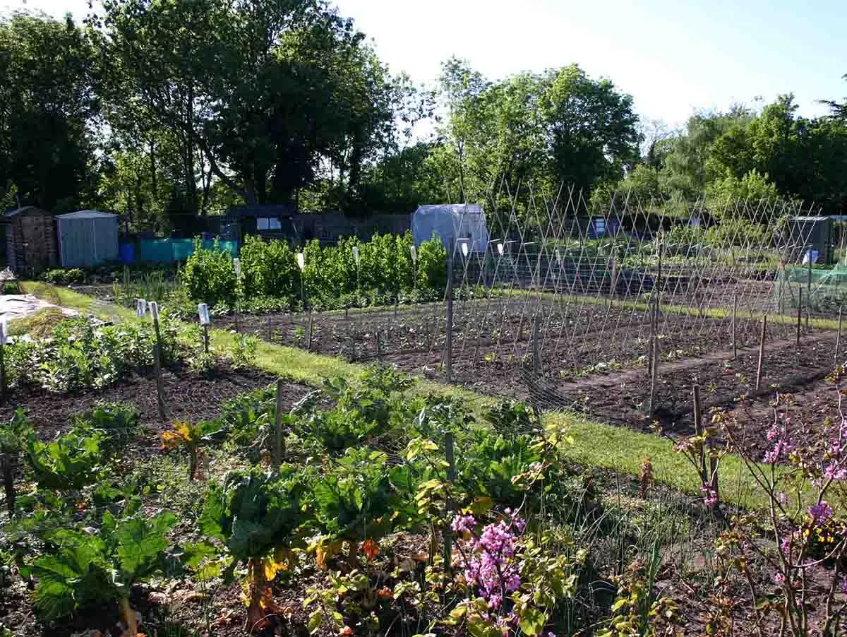 Allotments Near Me: Rent Or Buy A UK Allotment