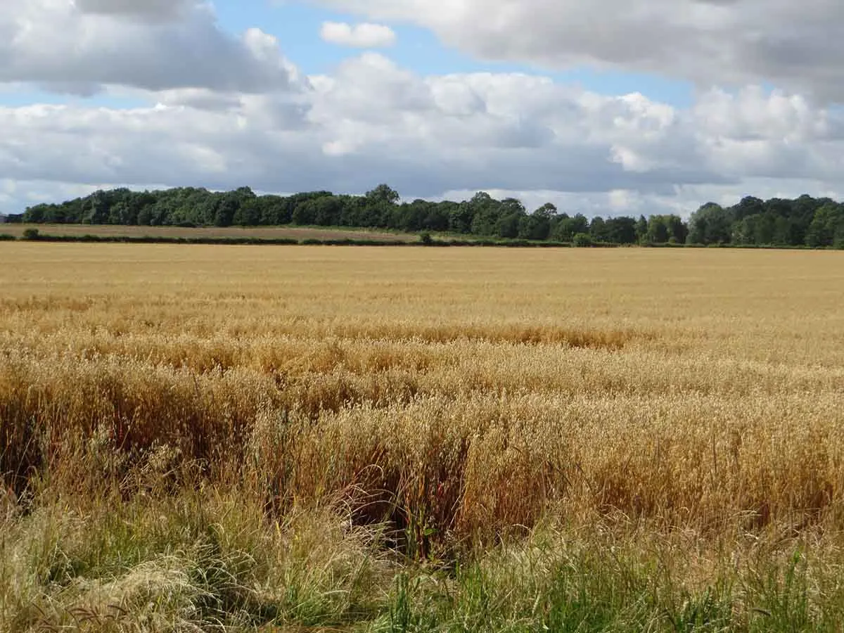Photo of some fertile arable fields for those ho want to buy land in Scotland.