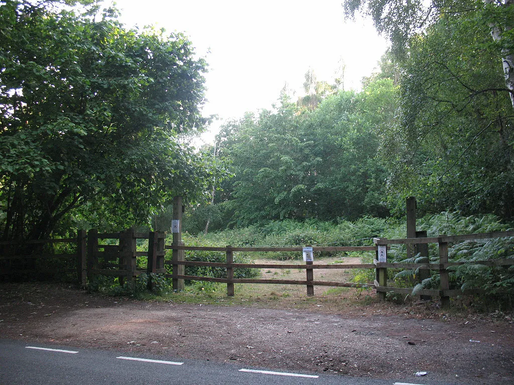 Image showing a woodland for sale in the UK