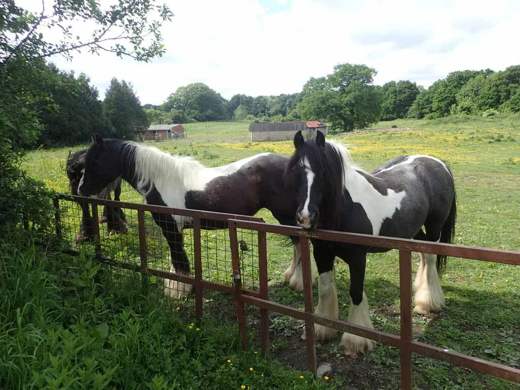 Photo showing some equestrian land for sale in kent, England, with horses in the field.