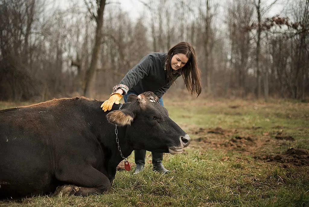 Lady feeding a cow on a small holding in Wales