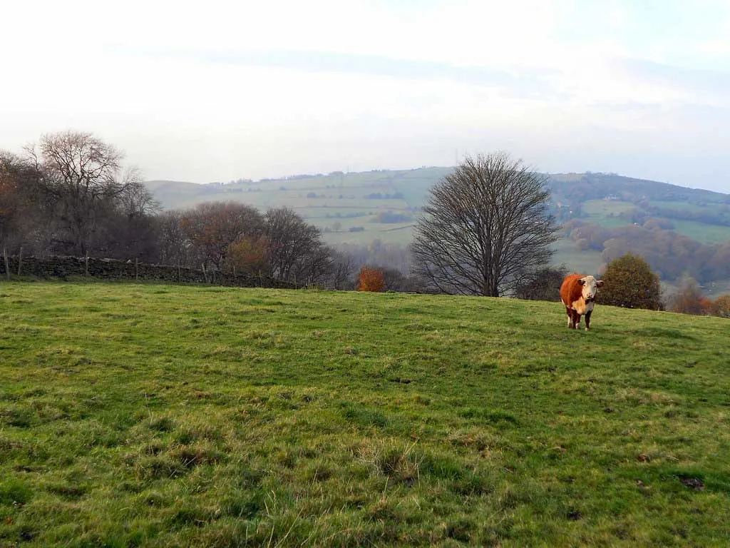 Photo showing green fields with cows grazing.