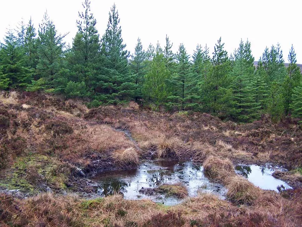 Forest For Sale In Scotland
