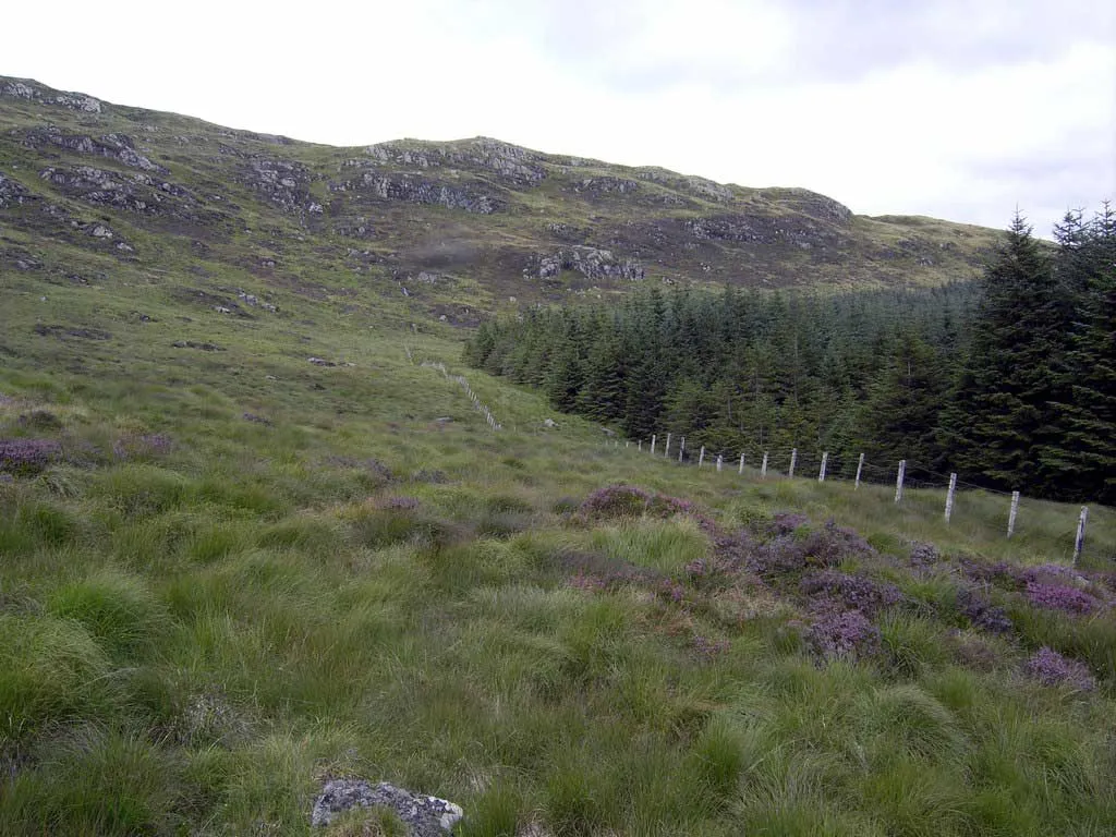 Photo of a commercial forest for sale in Scotland