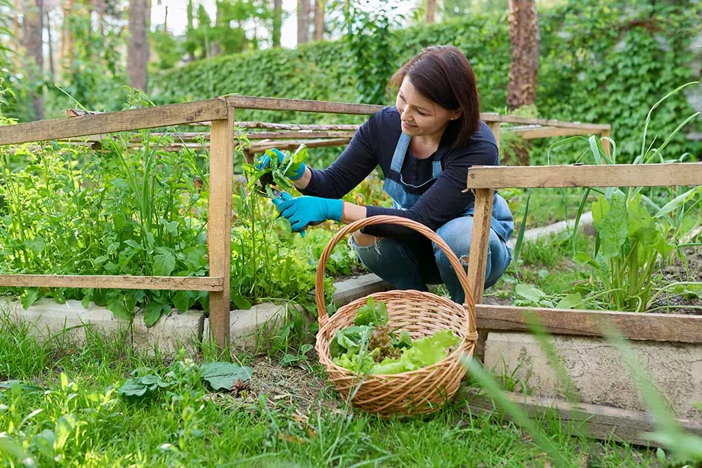 Woman farmer growing vegetables on a small holding in Wales