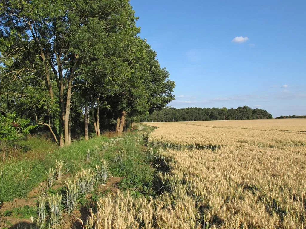 Photo of land for sale in Essex, England