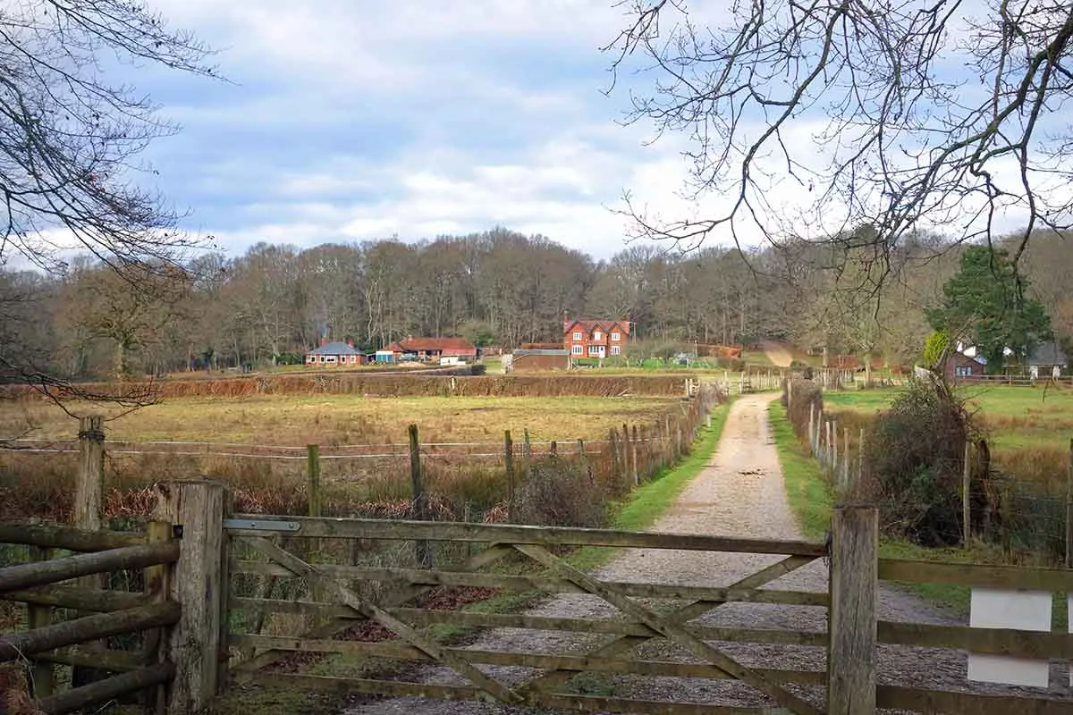 Photo of new houses built in the woods.