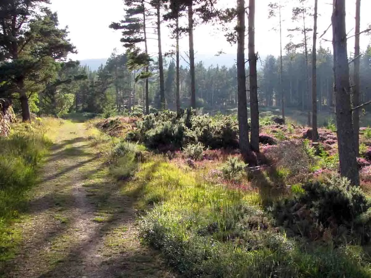 Photo of a private woodland for sale