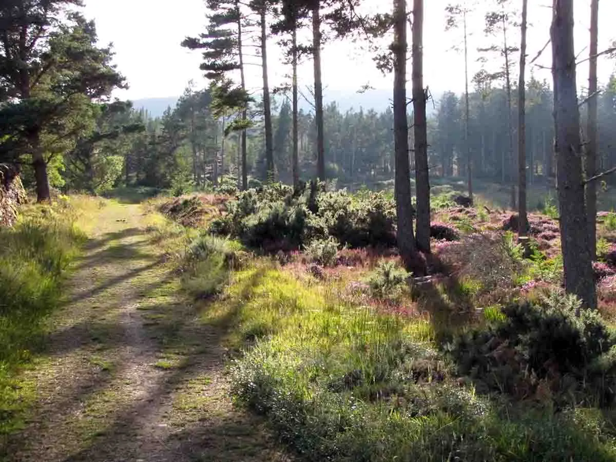 Woodland For Sale