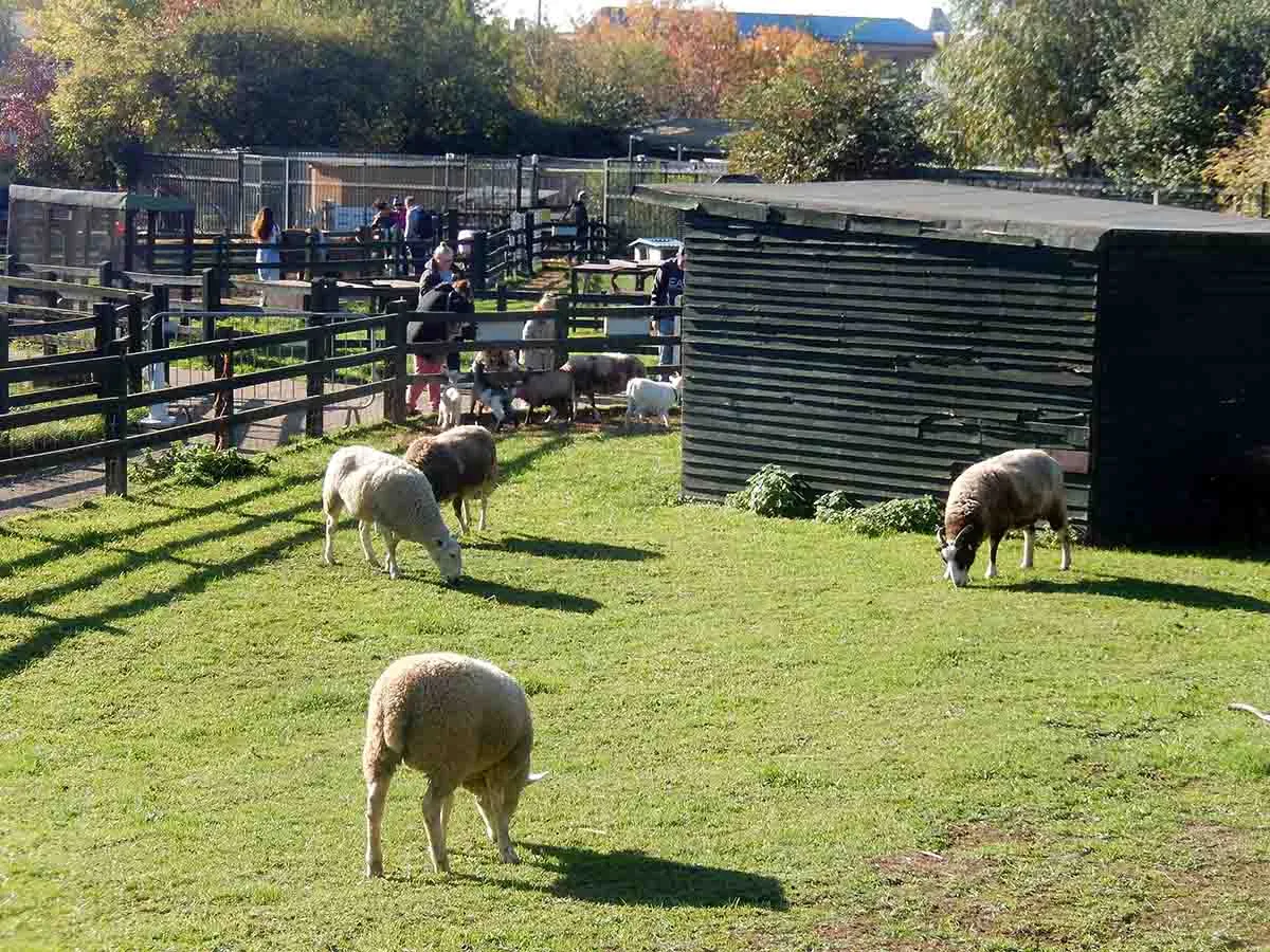 Photo of some sheep on a small farm.