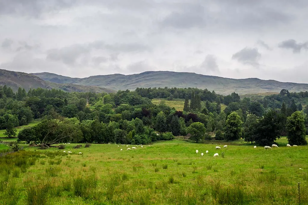 Photo of a smallholding in Scotland with some sheep in the field.