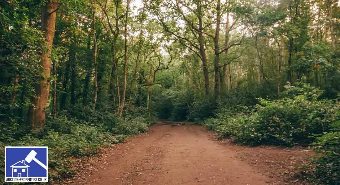 Image showing woodland for sale in the UK