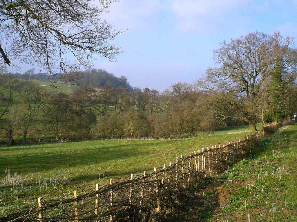 Image of some wooded land for sale in Devon, England