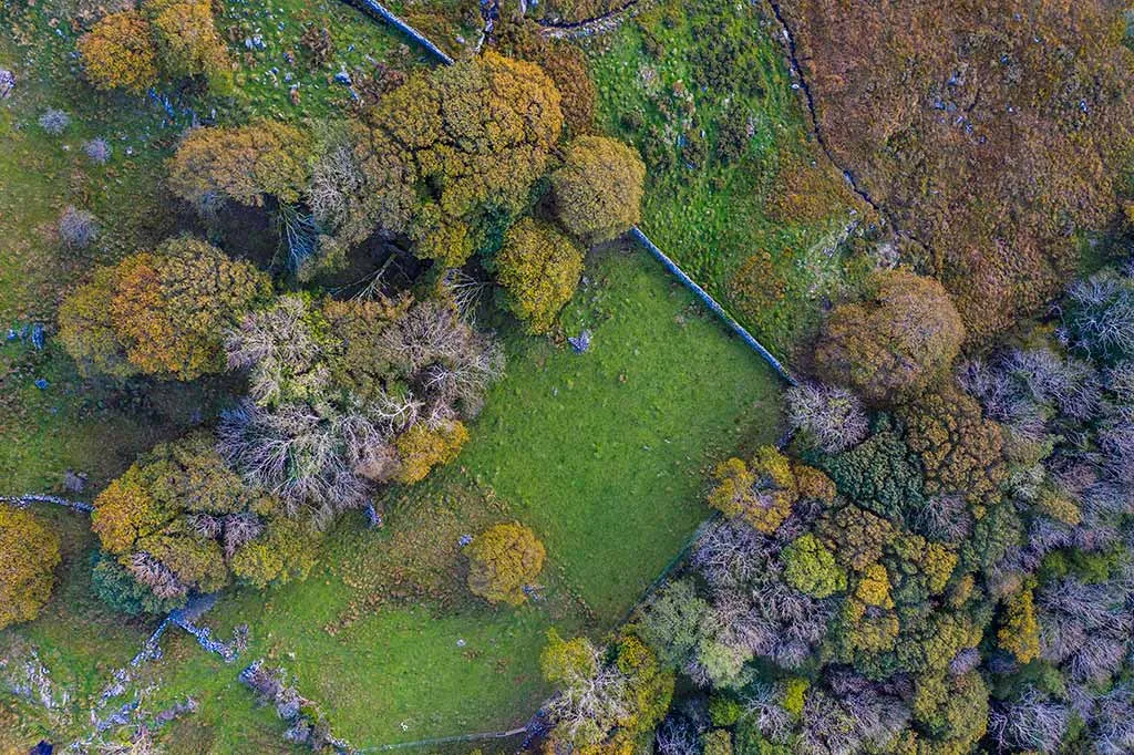 Photo of woodland for sale in south Wales, UK