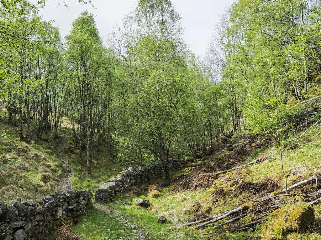 Photo showing woodland for sale with limited access