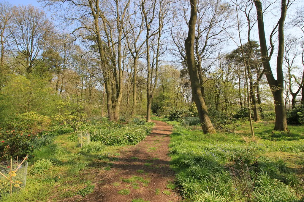 Photo of some UK woodland for sale