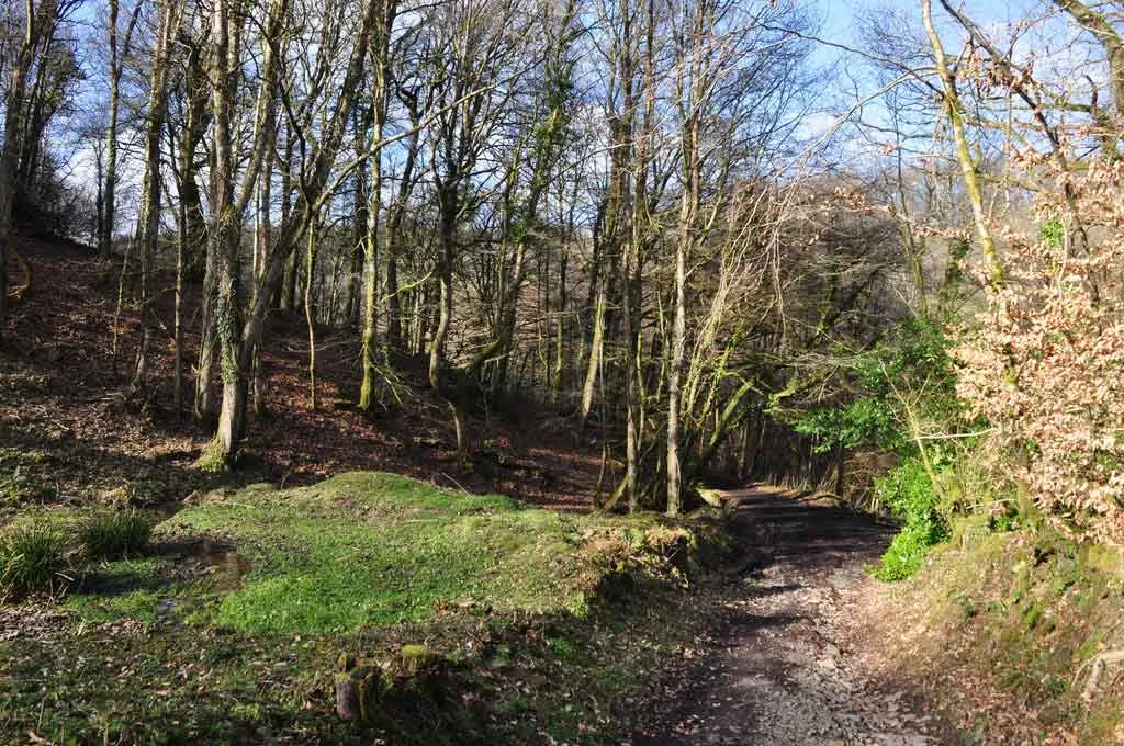 Photo of a small woodland for sale in Devon