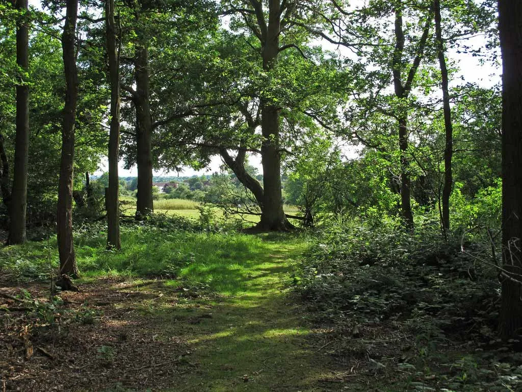 Photo of a small woodland for sale in Essex, England
