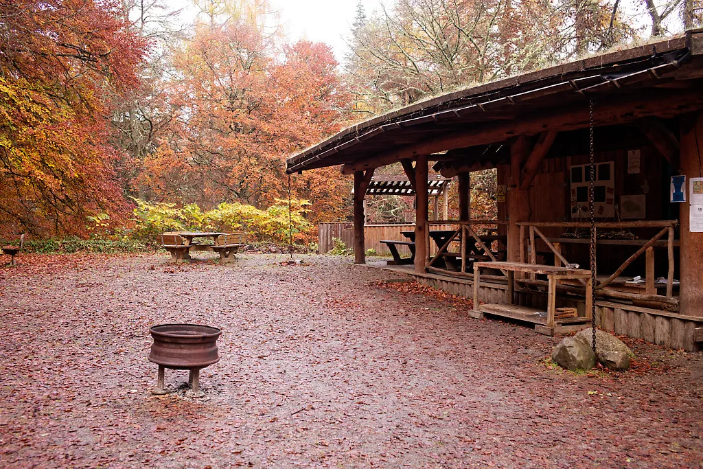 Photo of a woodland for sale with cabin on the land inside the trees