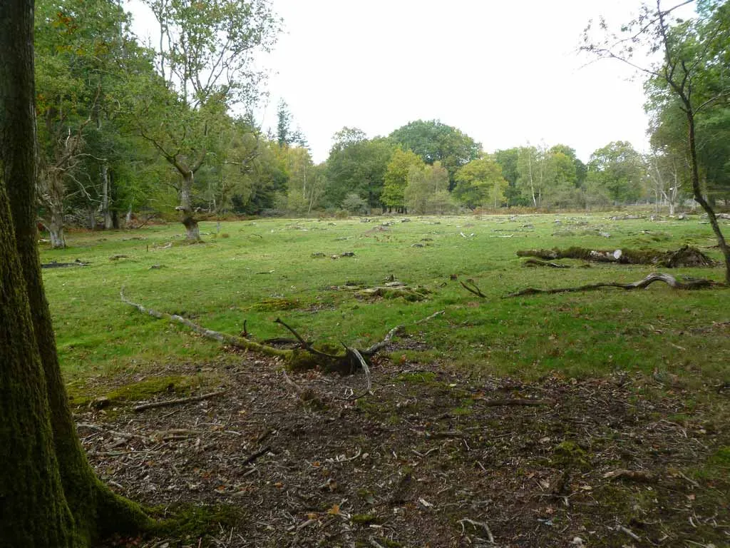 Image of a UK woodland with planning permission for sale.