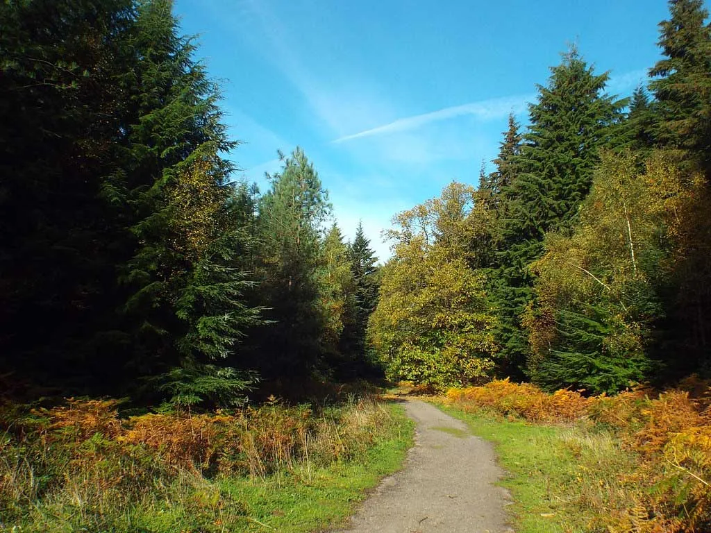 Photo of some woodlands for sale in Kent, England