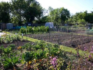 Photo showing a beautiful allotment in the UK