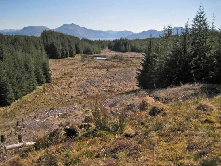 Photo of some commercial forest being harvested in Scotland