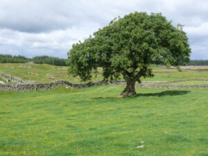 Picture of a green field and land for auction in the UK