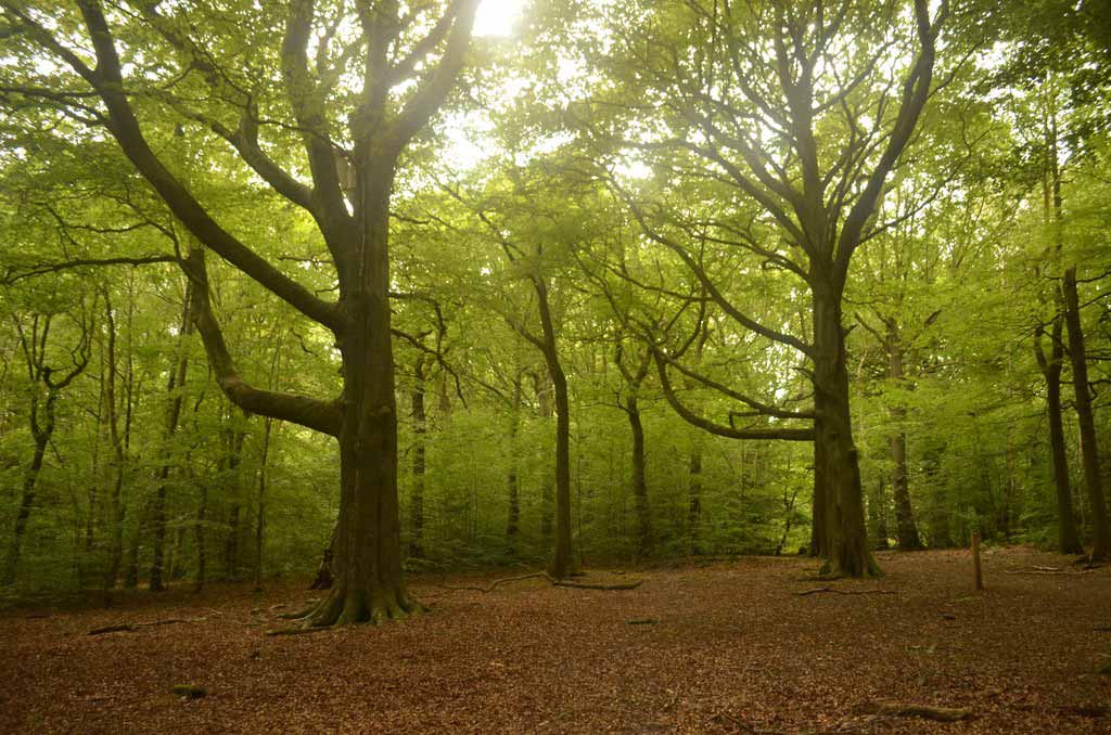 Photo of a mixed woodland for sale in England.