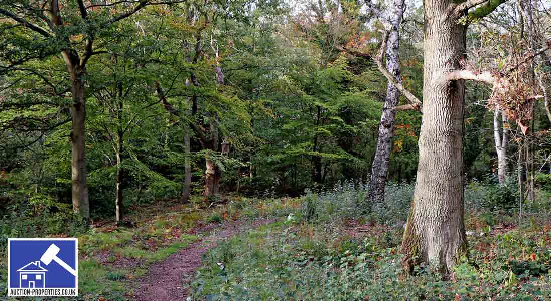 Photo of natural woodland for sale
