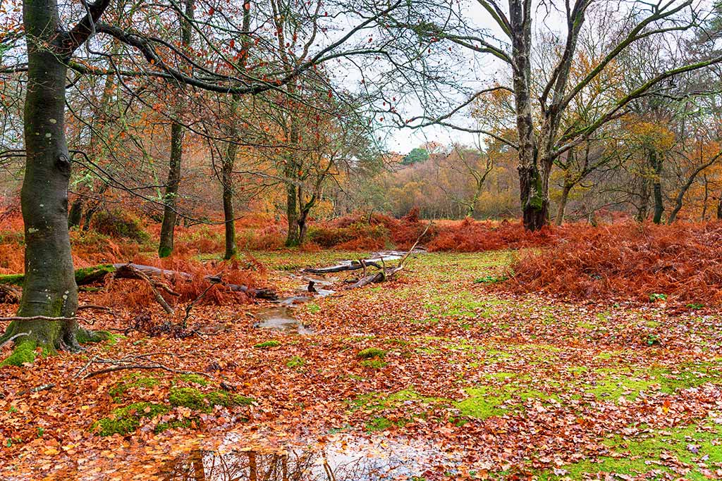 Uk woodlands for sale offer an option for off-grid living