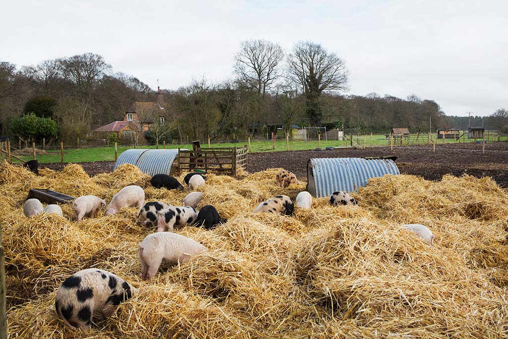 Photo of a smallholding in Wales